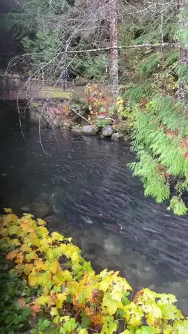 Trời ơi mùa Thu hàng triệu con cá Hồi về đẻ trứng ngập sông #myvancanada 