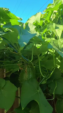 #🤨🤨🤨#alexxcierralamadrina💚