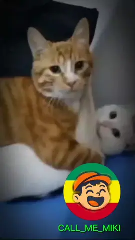 ቤዛ ለናትሽ......😂😂😂 #callmemiki #fypシ゚viral🖤tiktok #viral #viralmemes #habeshatiktok 