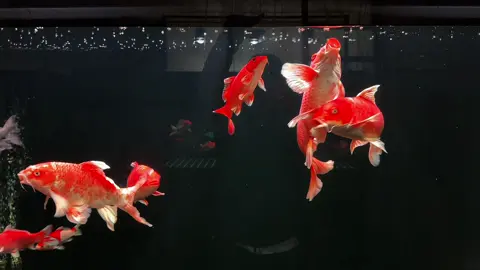 Mời ae ngắm cá 🥰🥰🥰#chépphitần #chép #phitan #viethaophitan #chepphitan              