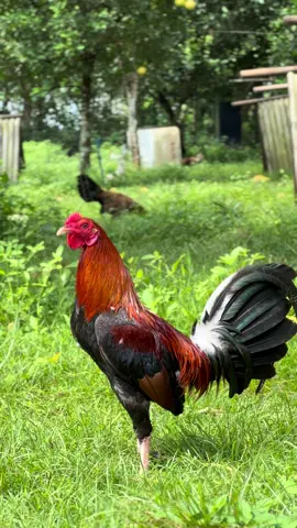 Gary Giliam #gamefowl #fyp 