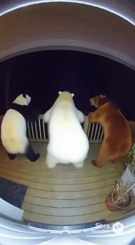 GYYAATTTT!!! #fypシ゚viral #virallll #memecut #funny #bear 