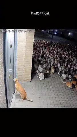 มารอกันเพียบเลยนะทำอะไรกันน่ะ #ความน่ารักน่าเอ็นดูของน้องแมวส้ม #คลิปเทรนดังวันนี้เฮงๆปังๆรวยๆในความน่าเอ็นดูของฉัน #คลิปสร้างความสดใสน่าเอ็นดูของน้องแมว #เทรนดังวันนี้คลิปฮาคลิปตลกของน้องแมวชอบหยอกหยอก 