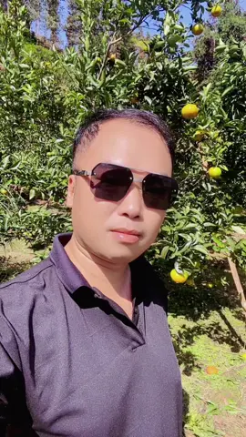 Quýt Mường Khương #muongkhuong #quytmuongkhuong😍 