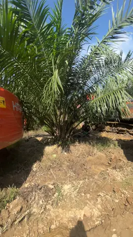 siap untuk membuka lahan baru😎 #fyp #fypage #operator_excavator #hitachiexcavator 