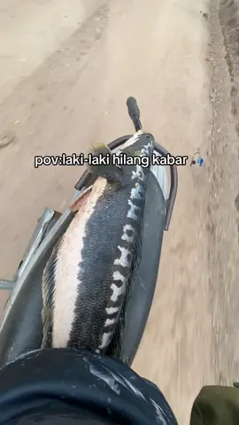 udah pasti 🎣 #mancing #castingfishing🎣 #toman 