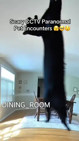 Scary CCTV Paranormal  Pet Encounters 🫣🥺😲 #paranormal #cctvfootage #paranormalactivity #