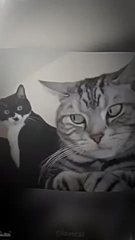 Dramatic cat 🐱😻😂 _ _ _ #cutevideo #cutecat #fyp #fouryou #jheey 