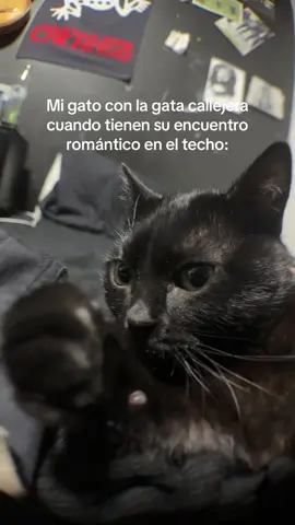 Quieres sxo? T complazco  #fyp #humor #comedia #gato #viral 