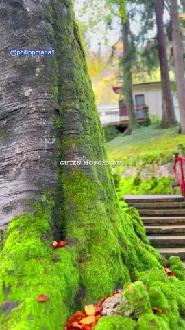 Guten Morgen! 🌅 Heute ist ein Tag, an dem du dich nicht beweisen musst, um wertvoll zu sein. Auch das kleinste Licht am Himmel wird gesehen – vielleicht bist genau du dieser Stern. ⭐ Mögest du Menschen begegnen, die dich verstehen, und Momente erleben, in denen du einfach du selbst sein darfst. Du verdienst es, getragen und geliebt zu werden – auch von dir selbst. 💛 #gutenmorgen#selbstliebe#gutenmorgentiktok#gutenmorgendeutschland#gutenmorgenihrlieben☕🥰🍀♥️🌹 