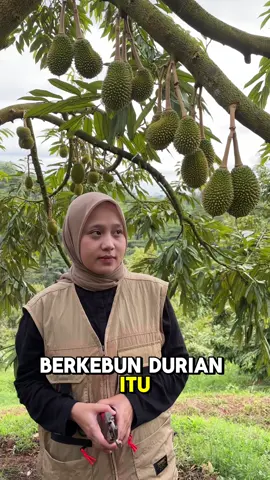 Berkebun durian itu belajar nya biologi kimia fisika tapi ujian nya ekonomi #durian #aakadu 