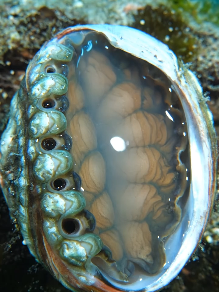 Bào Ngư Abalone #autotoolai79 #abalone #xuhuong #trending #tiktok #dethuong #viral #cute #fyp