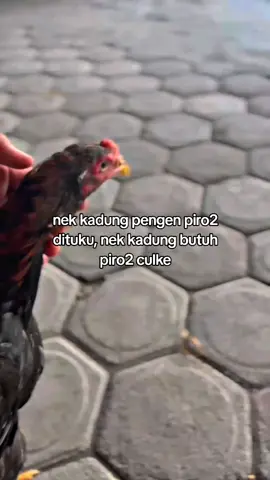 umume wong mumet wkwk..#ayambangkoksuper #ayambkclasik #ekorlidi #ayambangkok #ayamekorlidi 