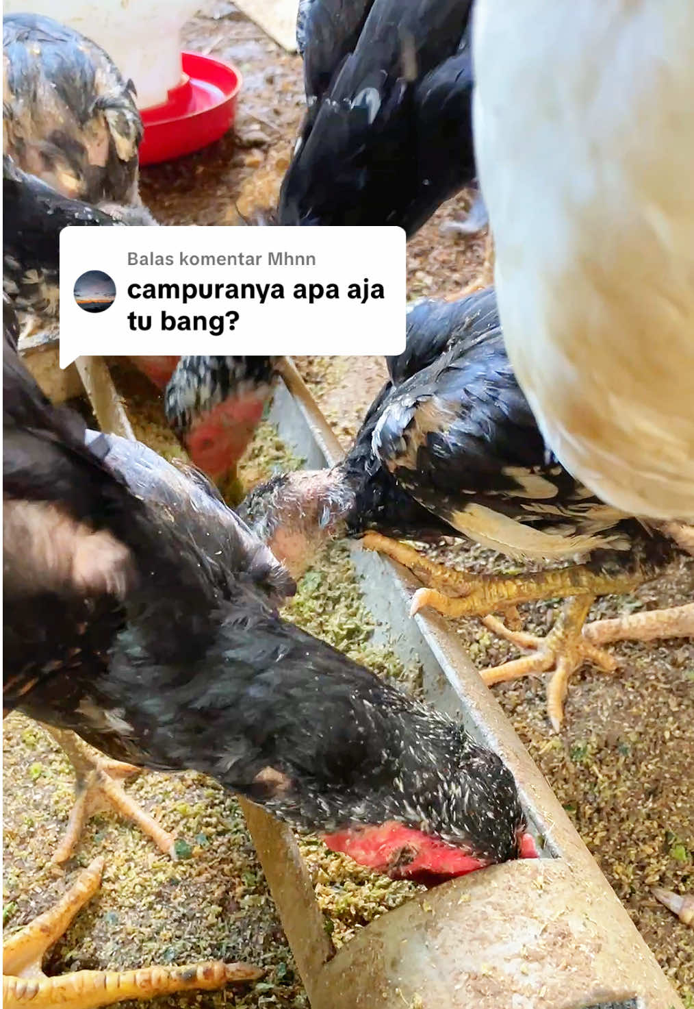 Membalas @Mhnn ini bang #ternakayam #pakanternak #pakanayam #budidayaayam 
