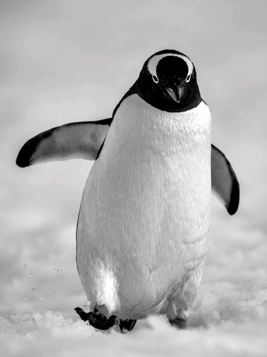 like father, like chick. #twentyonepilots #penguins #nature #fyp #edit 