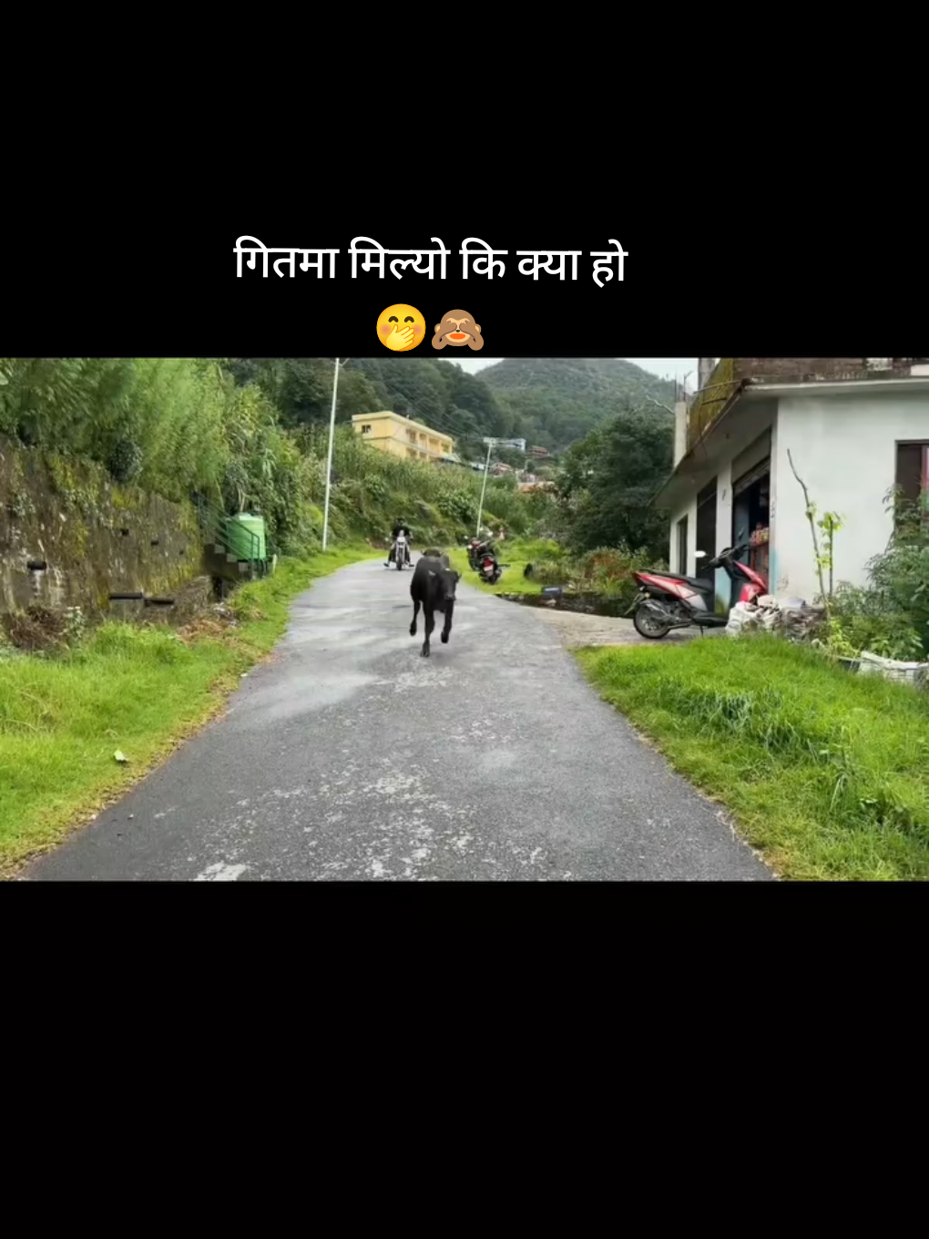#creatorsearchinsights भैंसी 🐃 लड्यो है माया 🙈🤭🤣🤣