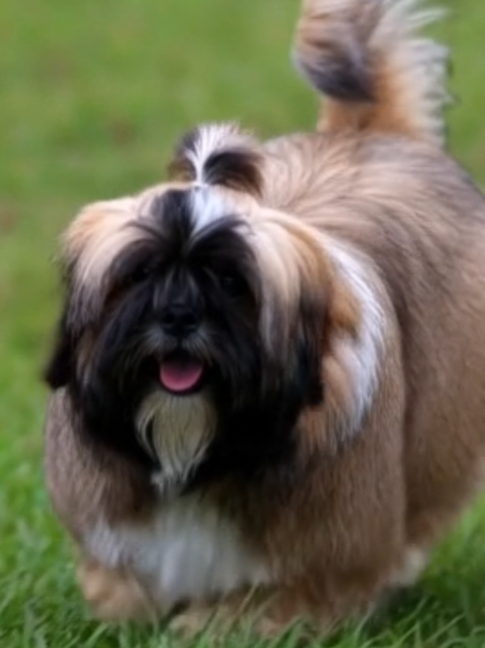 A beautiful little dog is running in the field#😍😇😜✌️#dog#Running#video