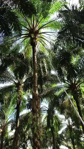 skil panen sawit tinggi 15 meter #creatorsearchinsights #fypp #sawitontiktok #panensawit 