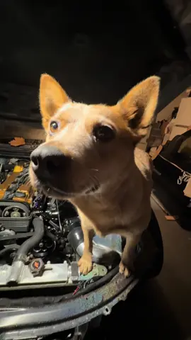 Real dawg #viral #fyp #sc300 #2jz #lexus 