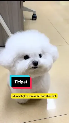 Dạy các boss đi vệ sinh dễ lắm ạ #ticipet #xuhuongtiktok #trending #chamsocthucung #chiasekinhnghiem 