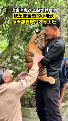 谁家老虎这么黏饲养员啊！缺乏安全感的小老虎，每天都要抱抱才肯上班。