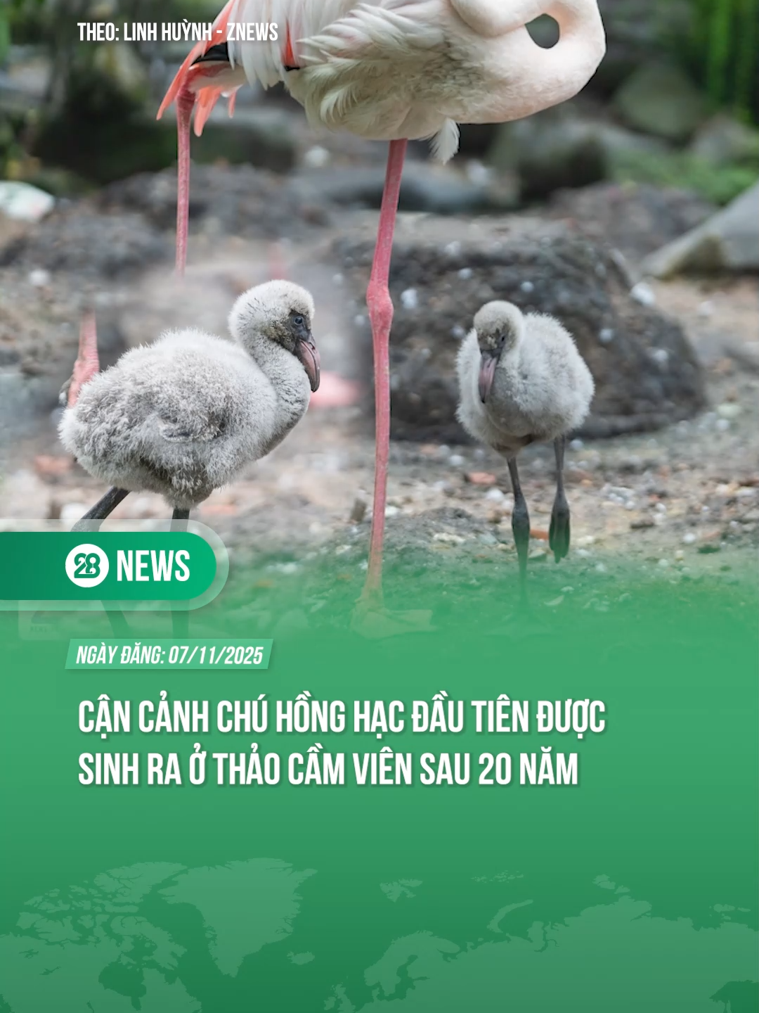 CẬN CẢNH CHÚ HỒNG HẠC ĐẦU TIÊN ĐƯỢC SINH RA Ở THẢO CẦM VIÊN SAU 20 NĂM #theanh28news #theanh28 #tiktoknews