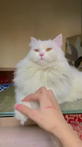 #foryou #mashaallah #catsfunnyvideos #oreology #catvideo 