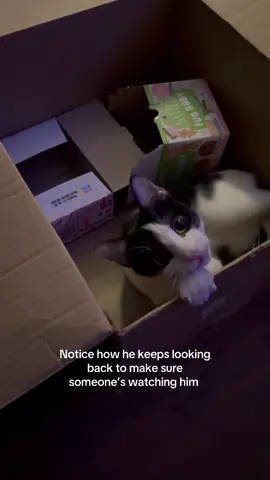 What is bro doing he acts like he must be the center of attention at all times 😭😭 #cattok #kittensoftiktok #fyp #kitty #kitten 