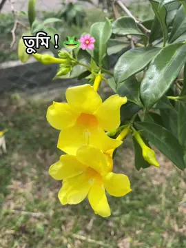 🐸🙂 #tiktokviral #vairalvideo #foryoupage #fyyyyyyyyyyyyyyyyyyyyyyyyyyyyyyyyyyp #trendingtiktok @TikTok Bangladesh @TáK BîR MT  @TaM IM🪽 @𝙏𝘼𝙈𝙄𝙈 🐼 @✔︎卂几卂丂 