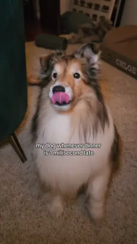 yep. 🫩 #grilledcheese #dog #funny 