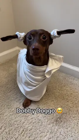 Dobby the house elf 🧝 @I Can’t Even (via:@bobby) #halloween 