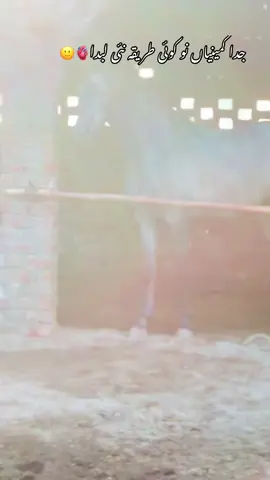 جدا کمینیاں نو کوئی طریقہ نئی لبدا🫀🐴#گھوڑے_شوق_نواباں_دا🐴 #foryou #foryoupage #گھوڑا_ہمیشہ_طاقت_کی_علامت_رہا_ہے #pinda_wale #پنڈاں_آلے #horselovers #👌👌 #poetry🥀 #100k #fyp #status #viewတေရှယ်ကျ #liness #❤️ #شوق #🐴 #trendingsong #👌🏻 