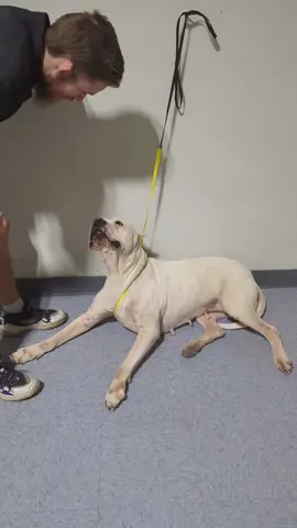 Dogo argentino #limpieza #español #parati #perrostiktok #paratii 