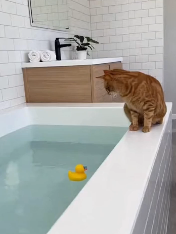 The dog really made bath time “mandatory” 💦🐶 #catsoftiktok #dogsoftiktok #funnyvideo #cuteanimals #cutedog #cutecat
