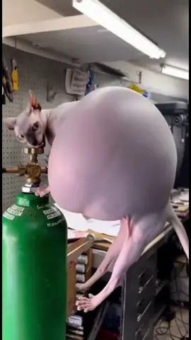 Cat balloon mode activated #creatorsearchinsights #funny #funnyvideos #cat #humor 