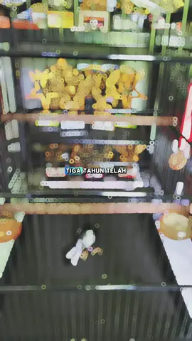 Hedehhhh #fypシ゚ #viralvideo #kacermanianusantara #kacermaniayogyakarta #fyppppppppppppppppppppppp 