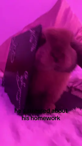 #foryou #fyp #hollandlop #bunny #foryoupage 