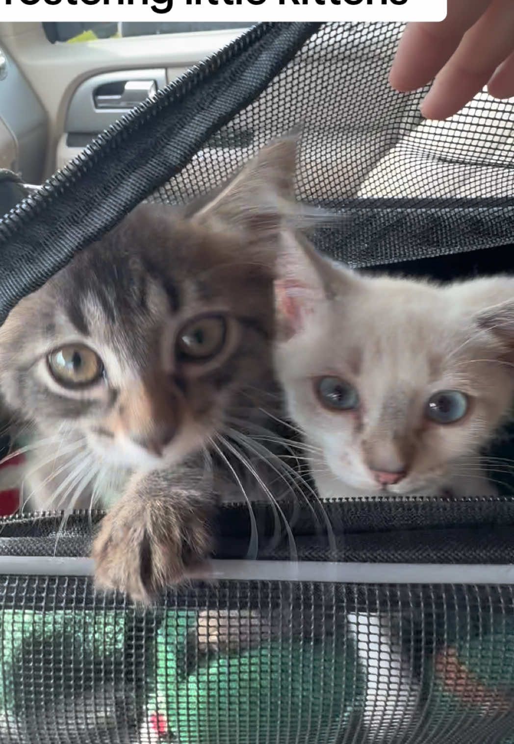 #fostercare #fosterkittens #fosteringsaveslives 