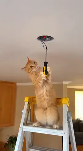 #cat #catsoftiktok #fyp #funny #sora 