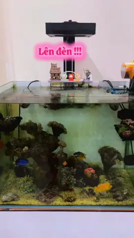 #reefaquarium #coral #xuhuong #2025 #vietnam 