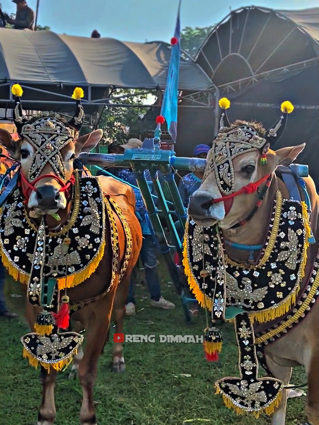 @kembangapi808 @owner_kembangapi01  #kerapansapimadura #tradisimadura  #budayamadura #4u #beranda 