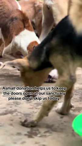 Badru dogs shelter  #supportourrescue #linkinbio