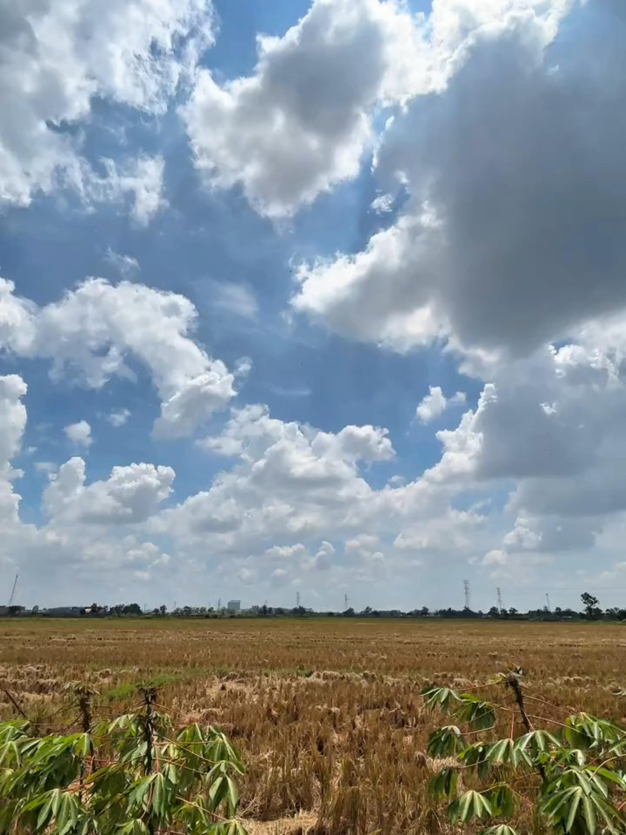 Suka sama sound nya😊😊 semoga Jumat bertambah berkah🤲🤲 #microsoftedge #Ccpro #4k #mSim11