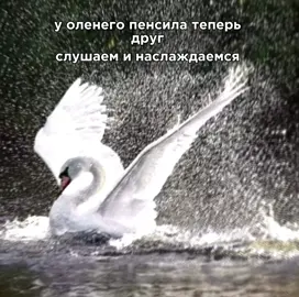 не спрашивайте, чем я занимаюсь по ночам, пожалуйста… лебяжья … мой амулет, все 🙈 #fyp #лебяжья #песня #баллада #hikari  