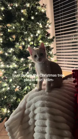 Bruh 😂 #fyp #relatable #catsoftiktok #cats 