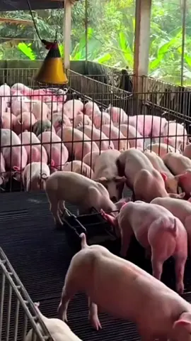 jangan samaii ktinggalan sama peternak lain buruan di order#boosterbabi #vitaminbabi #peternakbabi #peternakmuda #creatorsearchinsight 