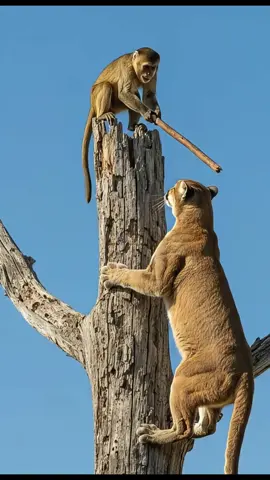 #trending #viralvideo #fyp #growmyaccount #foryou 