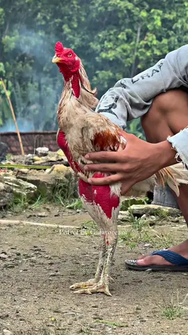 Pegasus 9X win  #gafaroproject #gafaroprojectjaya #fyp #fypシ  #xyzcba #viral