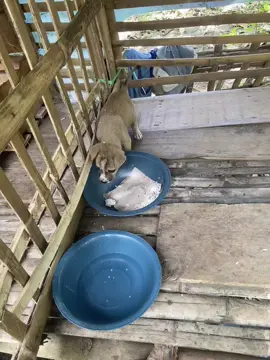 tunggu😎#anjinglucu #pemburu#gladakpati #fyp 