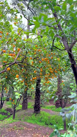 #جمعة_مباركة_عالجميع #بساتين_ديالى🍊🍊 #ديالى1 #ديالى #ديالى_بعقوبة 